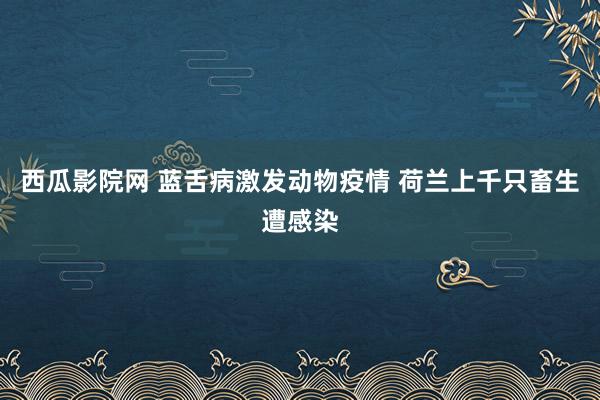 西瓜影院网 蓝舌病激发动物疫情 荷兰上千只畜生遭感染